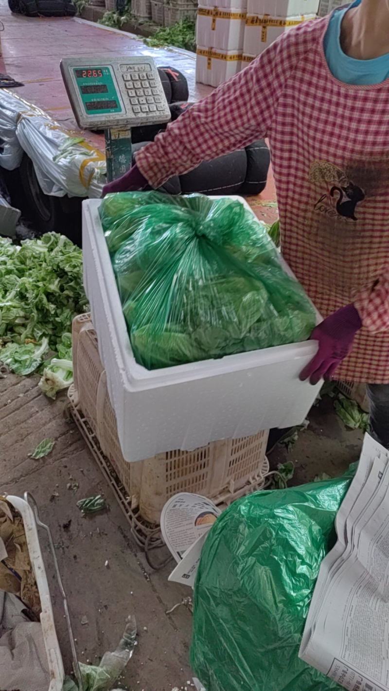 精品蔬菜意大利生菜