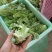 精品蔬菜意大利生菜