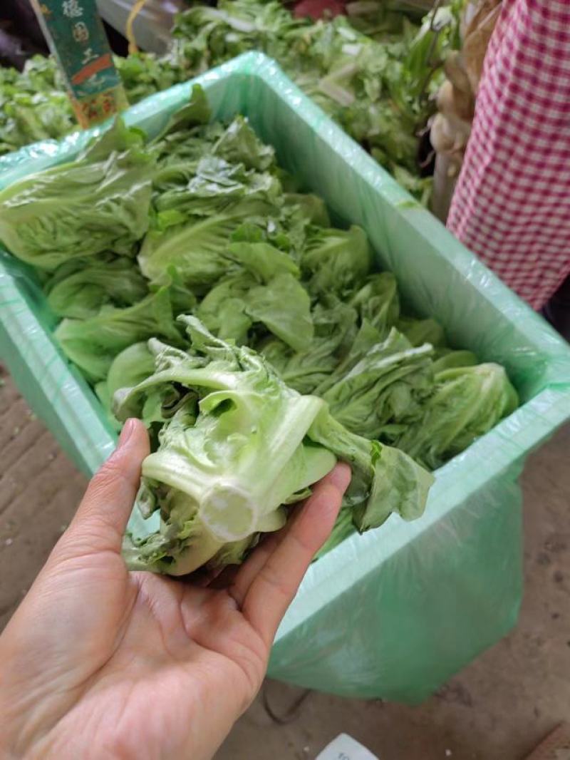 精品蔬菜意大利生菜