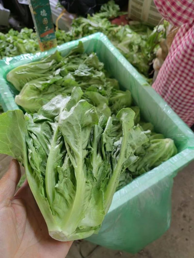 精品蔬菜意大利生菜