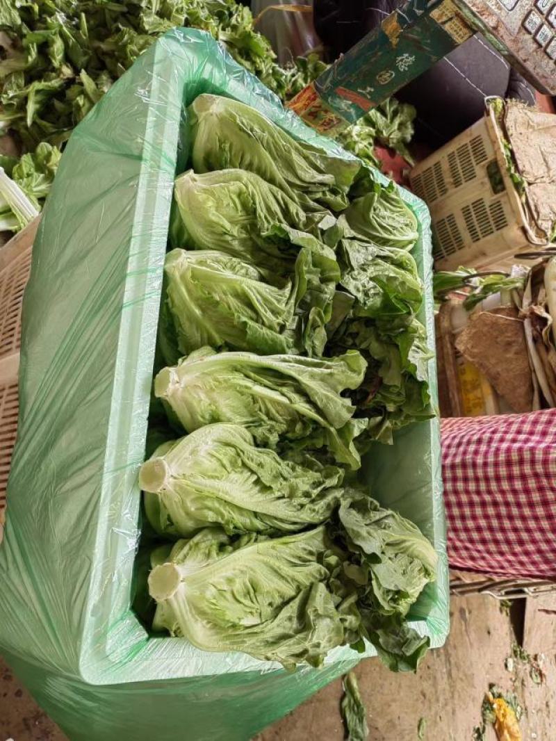 精品蔬菜意大利生菜