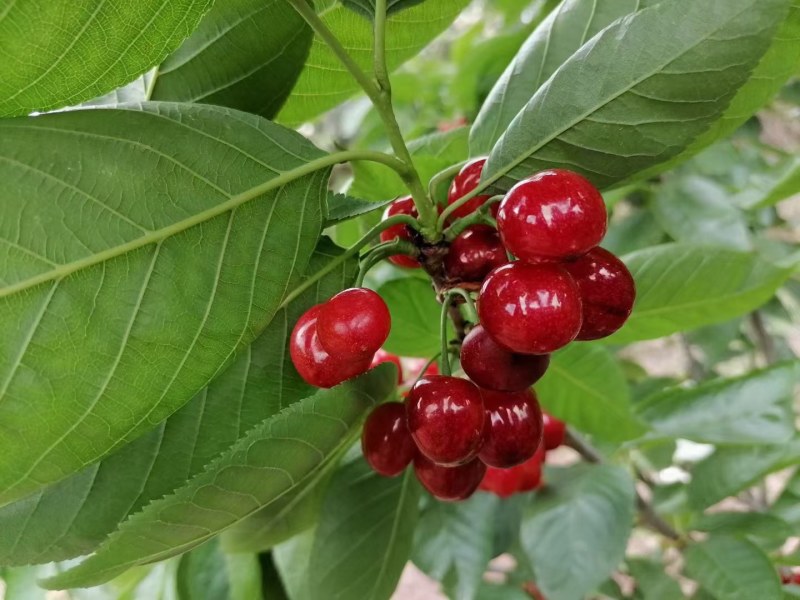 [樱桃苗]，车厘子苗适合低海拔种植的车厘子试种效果不错。