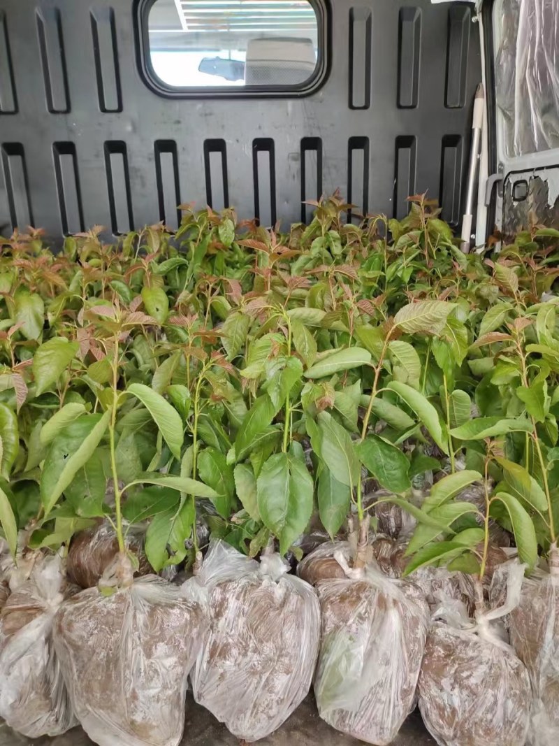 [樱桃苗]，车厘子苗适合低海拔种植的车厘子试种效果不错。
