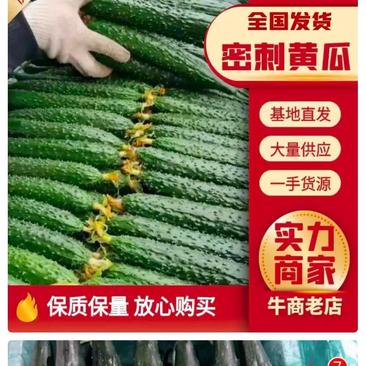 【黄瓜】密刺绿油青瓤黄瓜，对接电商平台，销售各大市场