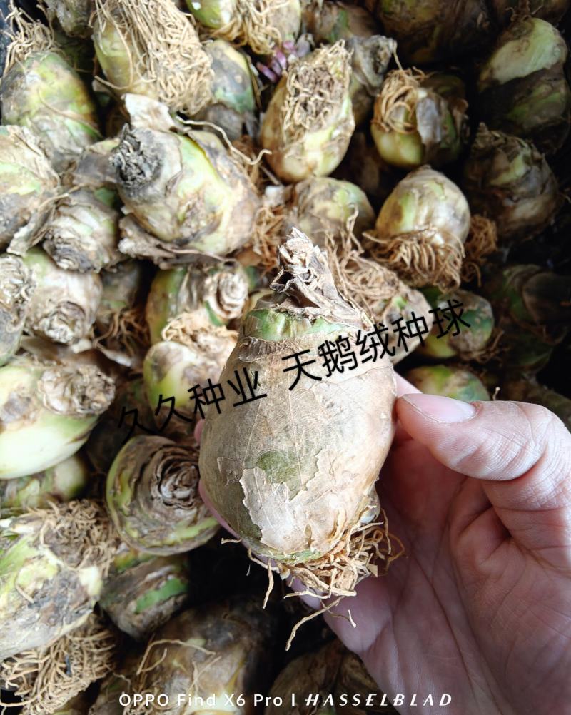 天鹅绒种球伯利恒之星种球虎眼万年青圣心百合宿根花卉包开花
