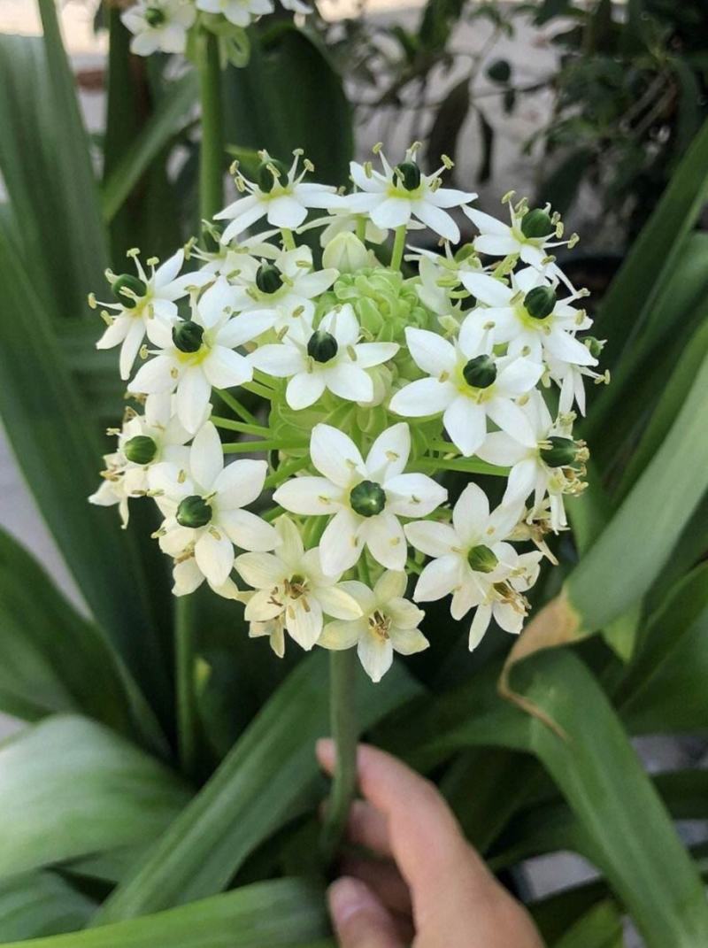 天鹅绒种球伯利恒之星种球虎眼万年青圣心百合宿根花卉包开花