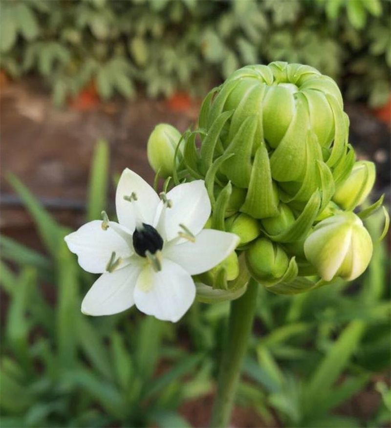 天鹅绒种球伯利恒之星种球虎眼万年青圣心百合宿根花卉包开花