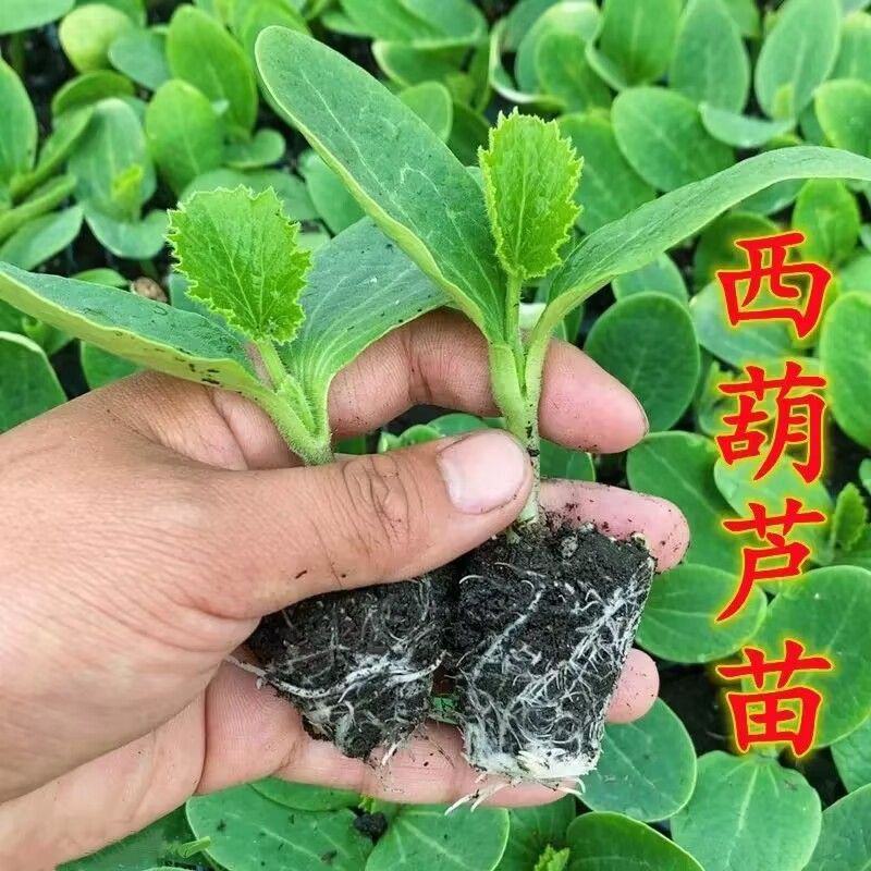 绿皮西葫芦苗法拉利西葫芦苗法拉帝绿盛西葫芦嫁接苗包回收