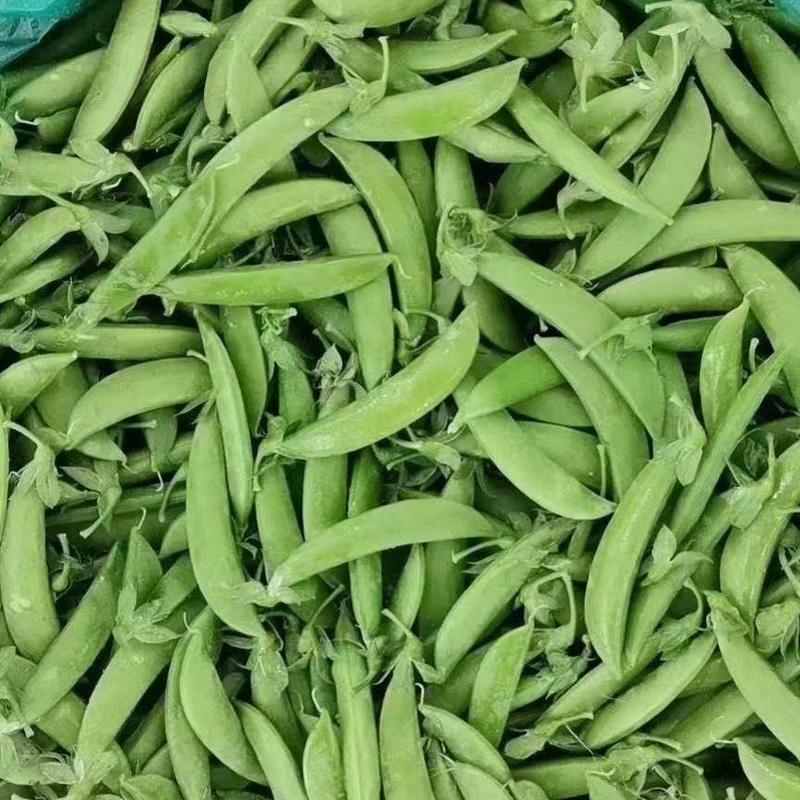新野县春季豌豆荚大量上市中，可供市场和商超电商！