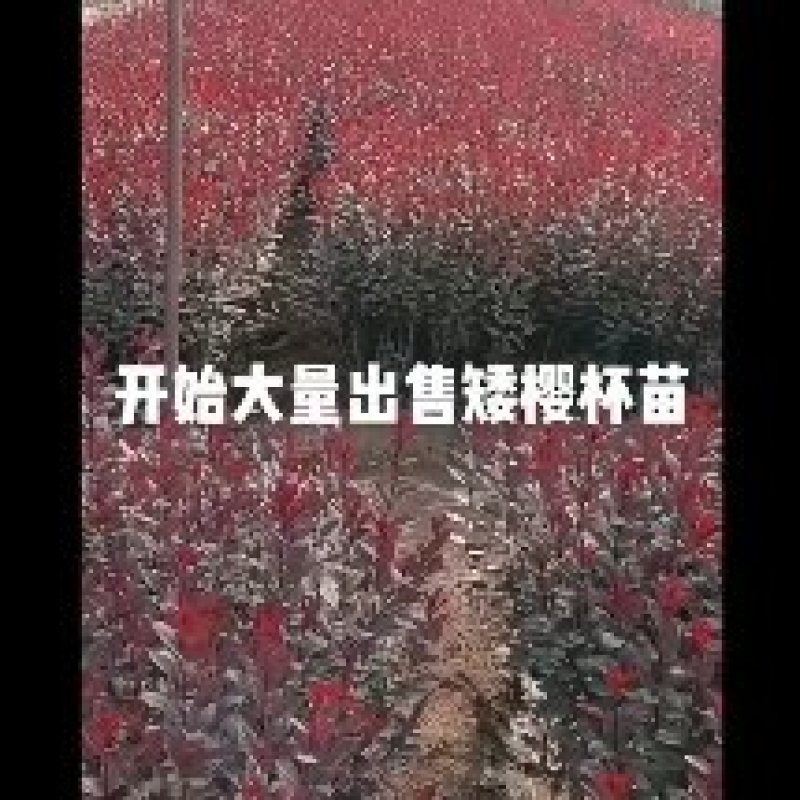 各种绿化杯苗