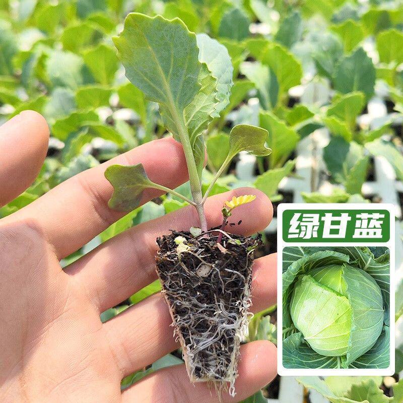 丰园913甘蓝苗中甘15甘蓝苗水果甘蓝苗包菜苗甘蓝种苗