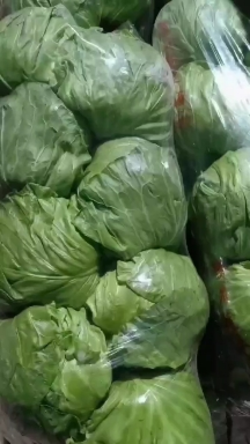 【热卖】河北邯郸甘蓝圆包菜大量上市产地安排发货