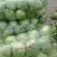 【热卖】河北邯郸甘蓝圆包菜大量上市产地安排发货