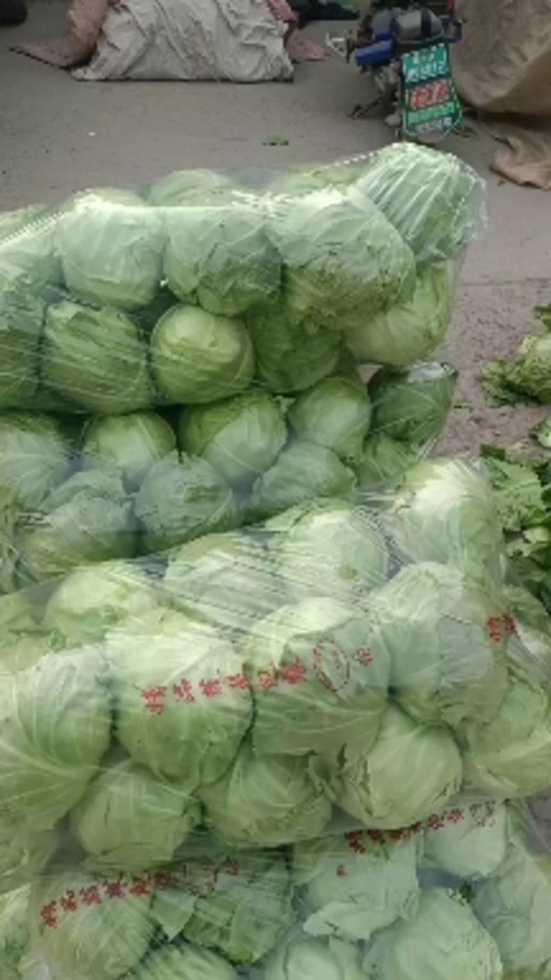 【热卖】河北邯郸甘蓝圆包菜大量上市产地安排发货