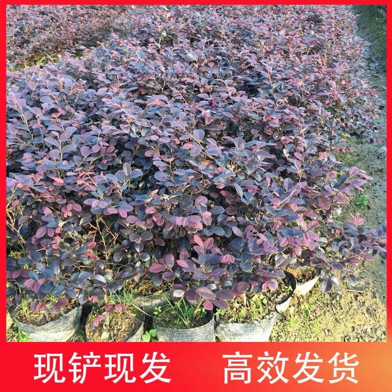 精品红花继木苗，大杯，小杯，规格齐全，基地直发