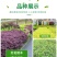 精品红花继木苗，大杯，小杯，规格齐全，基地直发