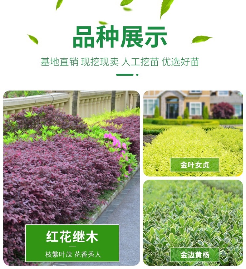 精品红花继木苗，大杯，小杯，规格齐全，基地直发