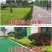 金森女贞苗20.30.40.50公分，规格齐全，基地直供