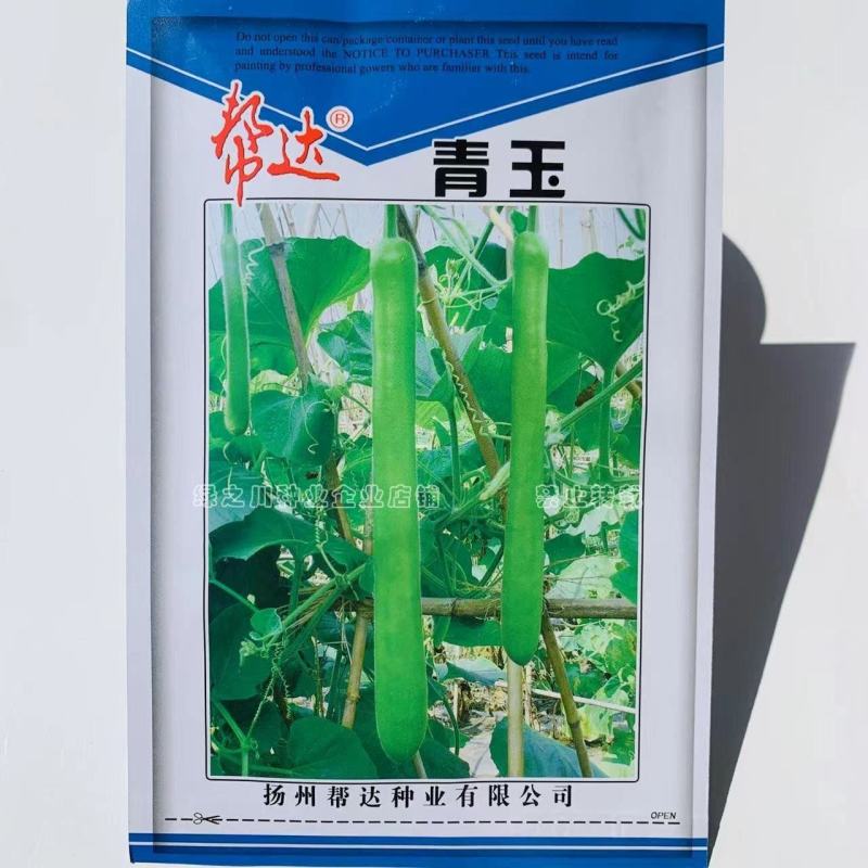 帮达青玉长瓠子种子早熟杂交一代瓠瓜种子长棒形瓜皮青绿色