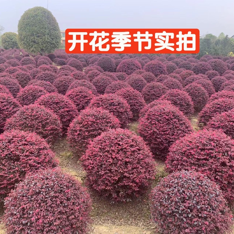 精品红花继木球60.70.80.100.120