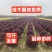 精品红花继木球60.70.80.100.120