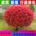 精品红叶石楠球60.70.80.90.100.120规格