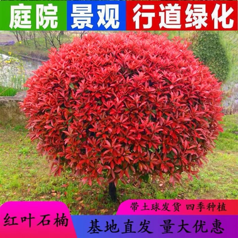精品红叶石楠球60.70.80.90.100.120规格