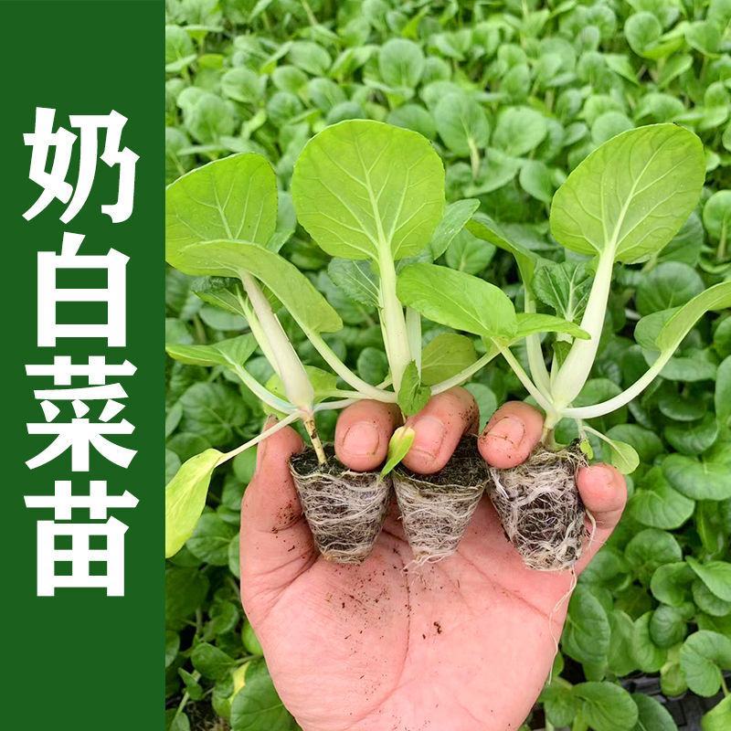 丰抗78白菜苗银丝王苗黄玫瑰白菜苗免费技术指导包回收