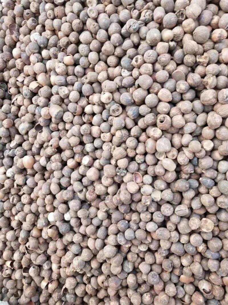 大量供应野生橡子仁，米橡折子，青岗仁脱壳高淀粉