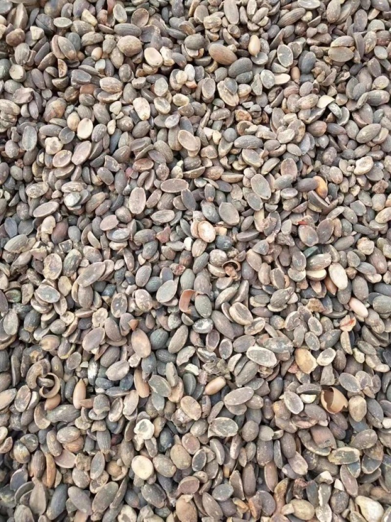 大量供应野生橡子仁，米橡折子，青岗仁脱壳高淀粉