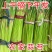 产地直销蒜苔代收代发全国质量好价格低支持电商