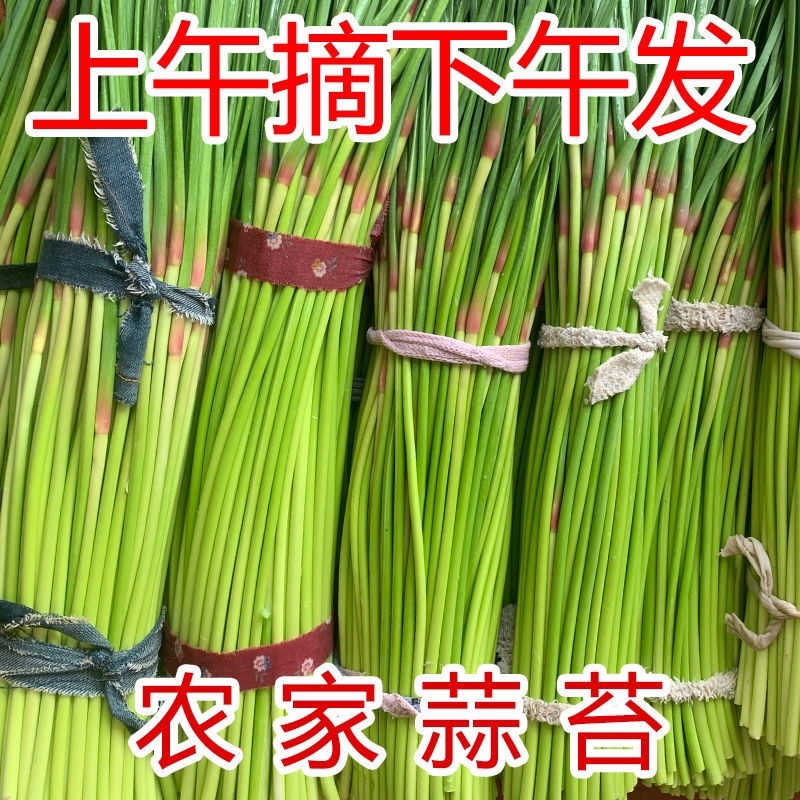 产地直销蒜苔代收代发全国质量好价格低支持电商