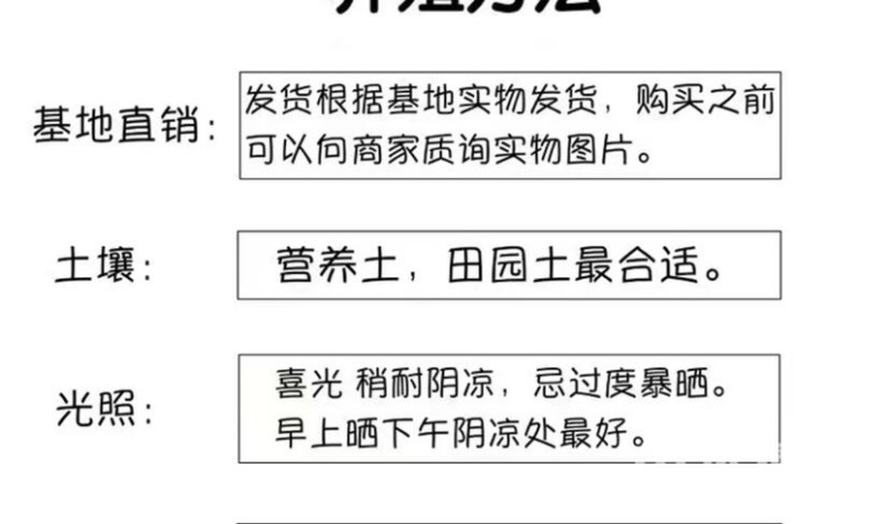 大叶桅子花