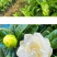 大叶桅子花