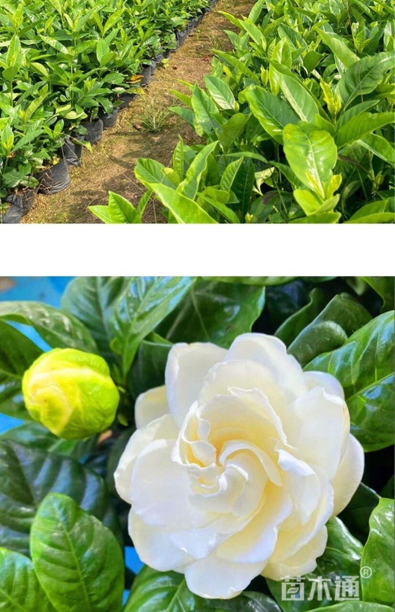 大叶桅子花