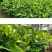 大叶桅子花