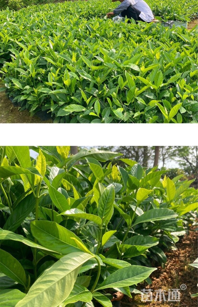 大叶桅子花