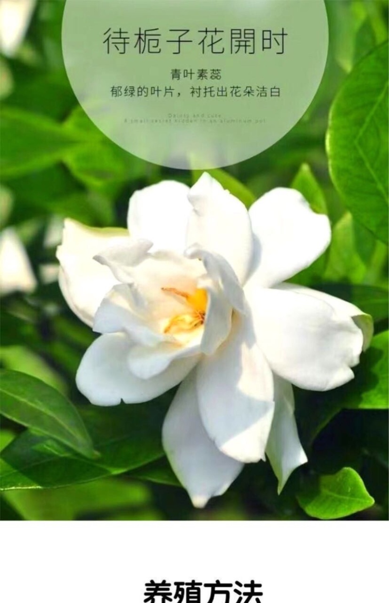 大叶桅子花