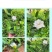 大叶桅子花