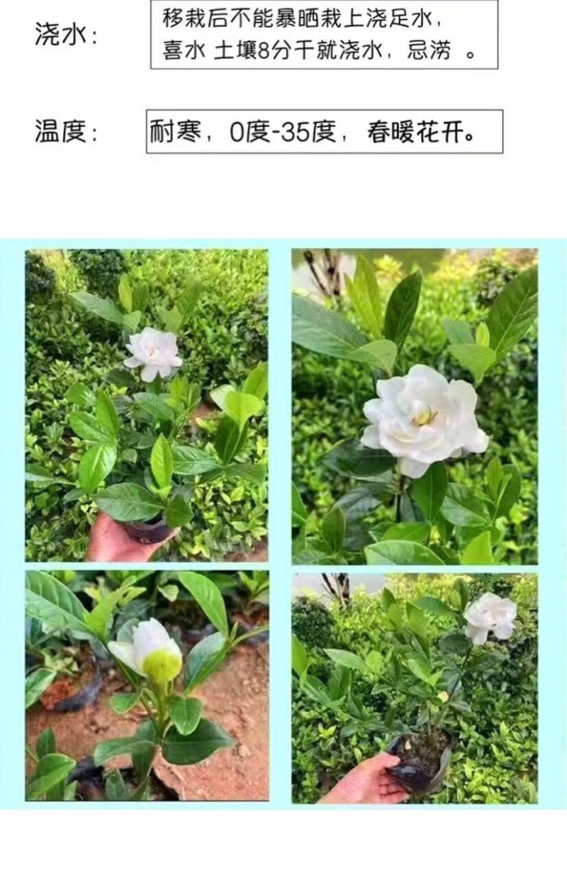大叶桅子花