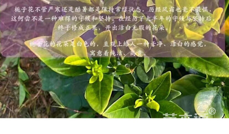 大叶桅子花