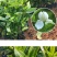 大叶桅子花