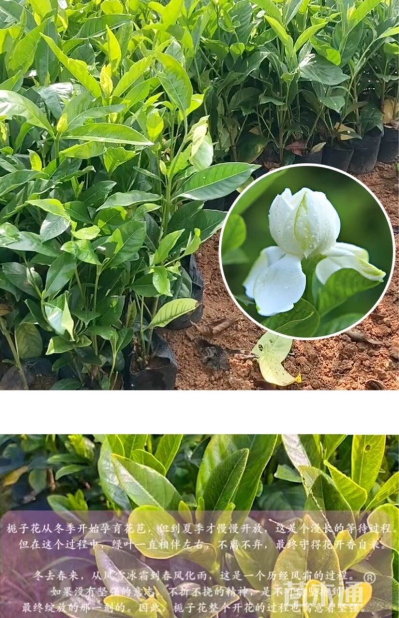 大叶桅子花