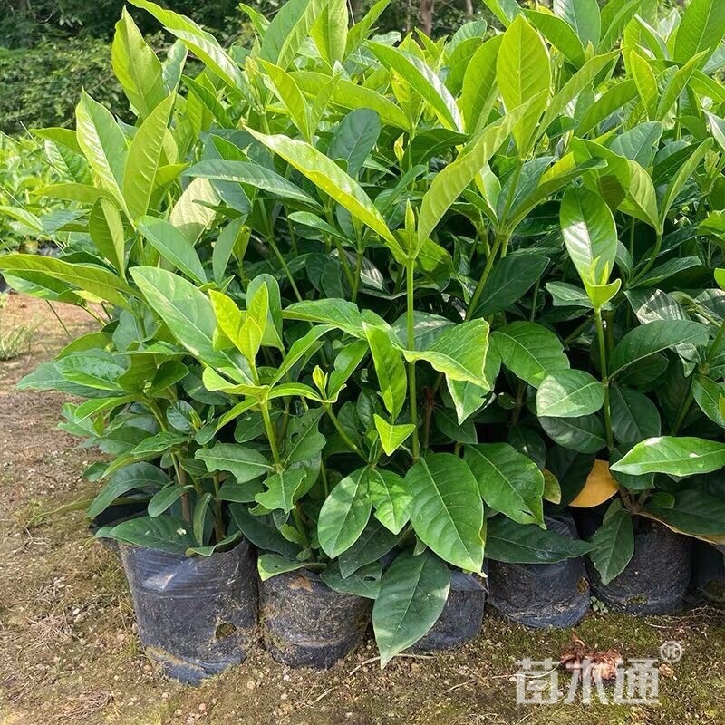大叶桅子花