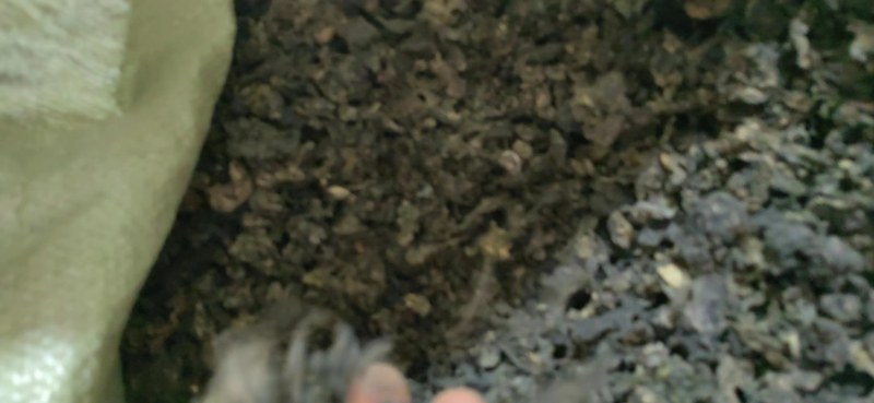 专业做地皮菜，又名地衣，地软，批发，1斤泡10斤