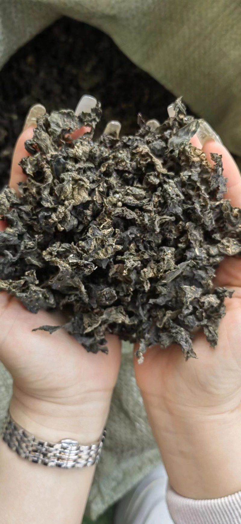 专业做地皮菜，又名地衣，地软，批发，1斤泡10斤
