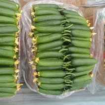 精品小黄瓜