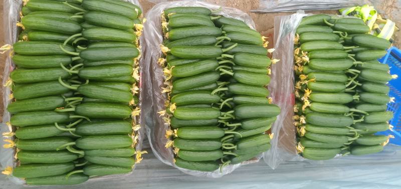 精品小黄瓜