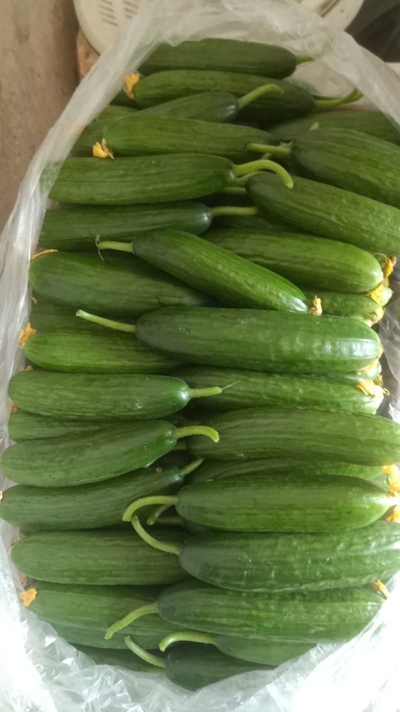精品小黄瓜