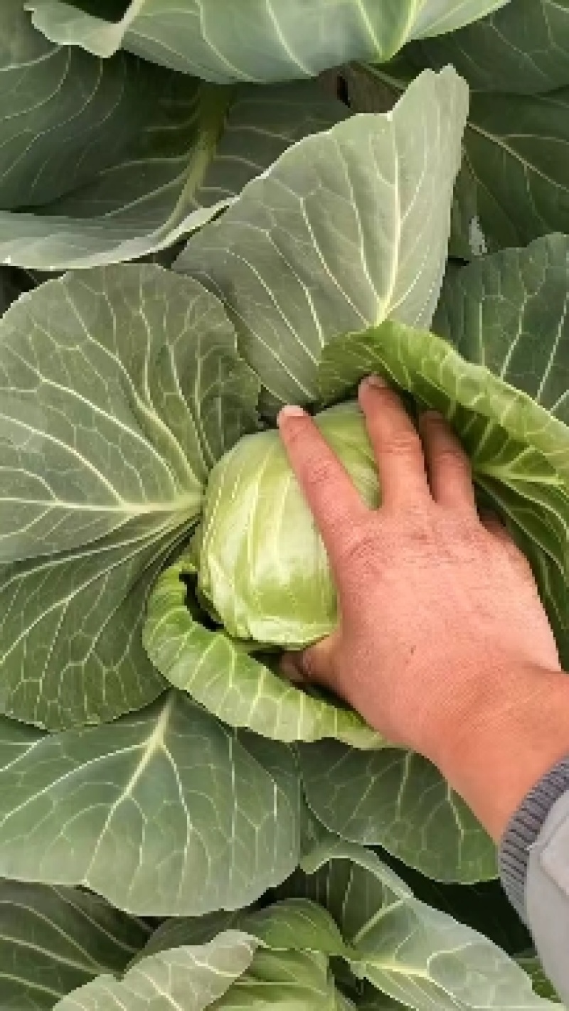 甘蓝大头菜，希望109，中甘56，